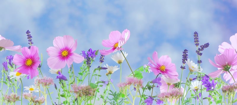 Fantasy Petals