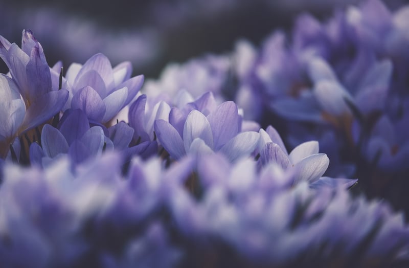 Exotic Flowers