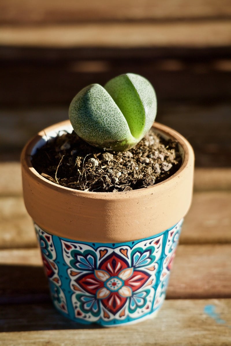 Lithops Living Stones